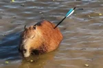 Capivara ferida por flecha em Guarapiranga não resiste e morre após resgate