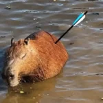 Capivara ferida por flecha em Guarapiranga não resiste e morre após resgate