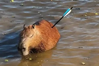 Capivara ferida por flecha em Guarapiranga não resiste e morre após resgate