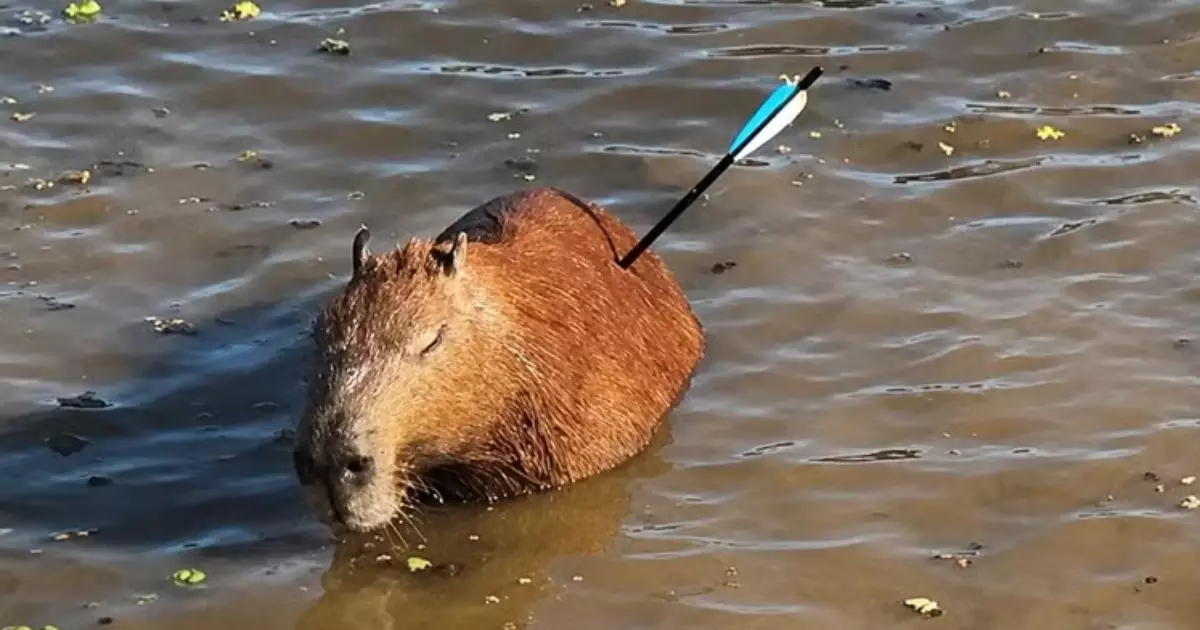Capivara ferida por flecha em Guarapiranga não resiste e morre após resgate