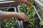 Horta em casa: guia prático para cultivar alimentos frescos na varanda