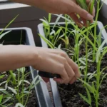 Horta em casa: guia prático para cultivar alimentos frescos na varanda
