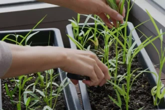 Horta em casa: guia prático para cultivar alimentos frescos na varanda