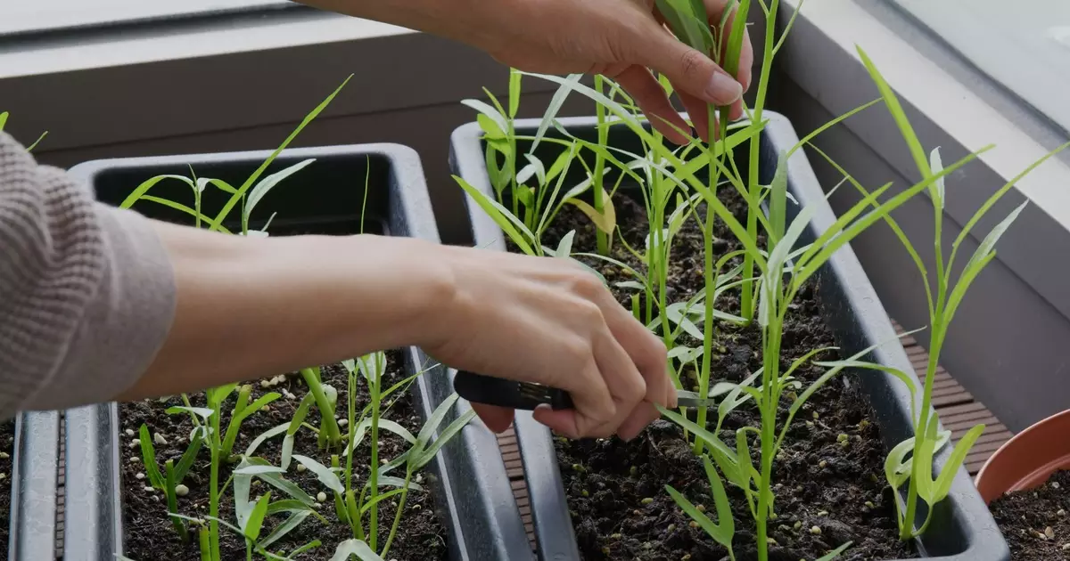 Horta em casa: guia prático para cultivar alimentos frescos na varanda