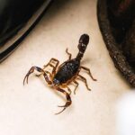 Escorpião: saiba como identificar riscos e proceder após uma picada