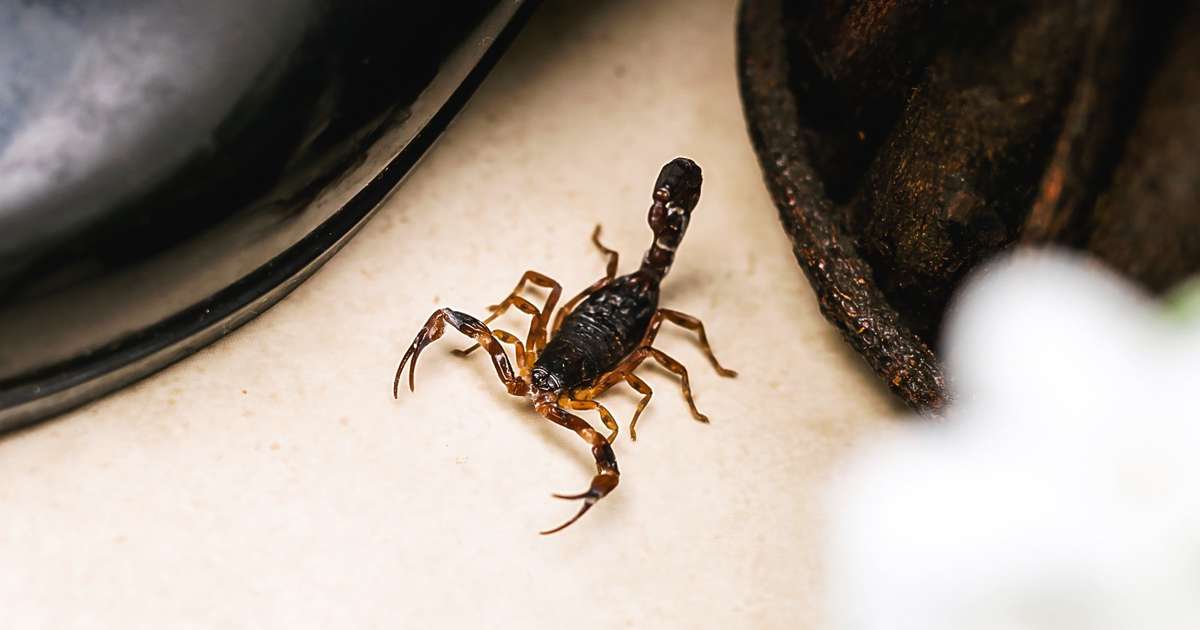 Escorpião: saiba como identificar riscos e proceder após uma picada