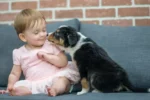 Convívio com cães pode reduzir uso de antibióticos em bebês, aponta estudo