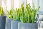 Espada-de-são-jorge: a planta que purifica o ar enquanto você dorme