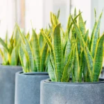 Espada-de-são-jorge: a planta que purifica o ar enquanto você dorme