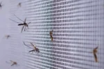 Mosquitos em casa: estratégias eficazes para eliminar focos e repelir insetos