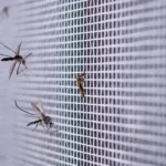 Mosquitos em casa: estratégias eficazes para eliminar focos e repelir insetos