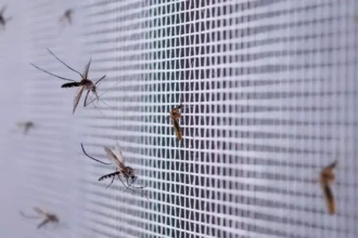 Mosquitos em casa: estratégias eficazes para eliminar focos e repelir insetos