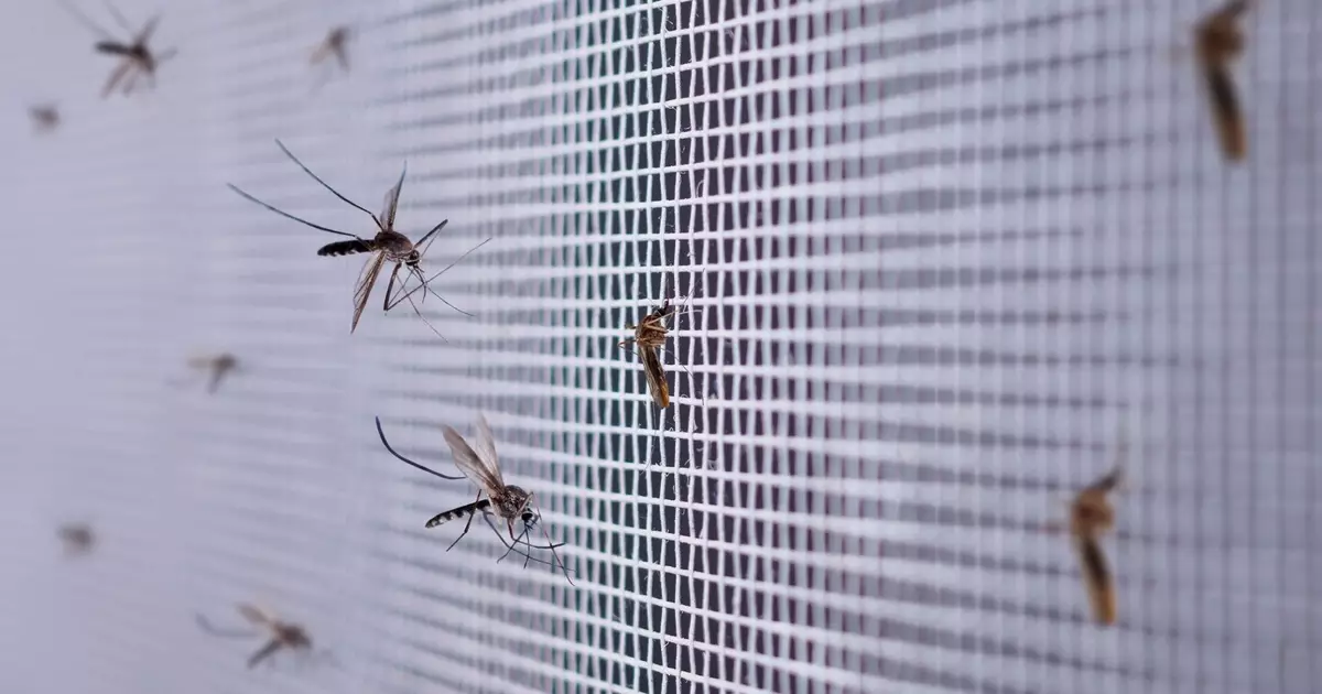 Mosquitos em casa: estratégias eficazes para eliminar focos e repelir insetos