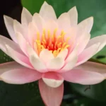 O mistério botânico por trás da flor de lótus em a Odisseia