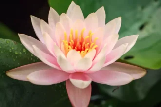 O mistério botânico por trás da flor de lótus em a Odisseia