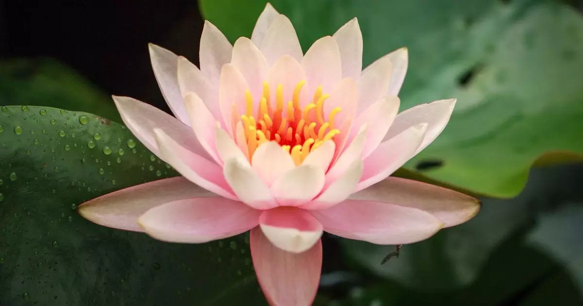 O mistério botânico por trás da flor de lótus em a Odisseia
