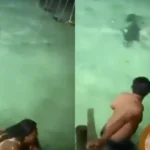 Turistas escapam de ataque de crocodilo durante mergulho noturno em Belize