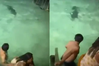 Turistas escapam de ataque de crocodilo durante mergulho noturno em Belize