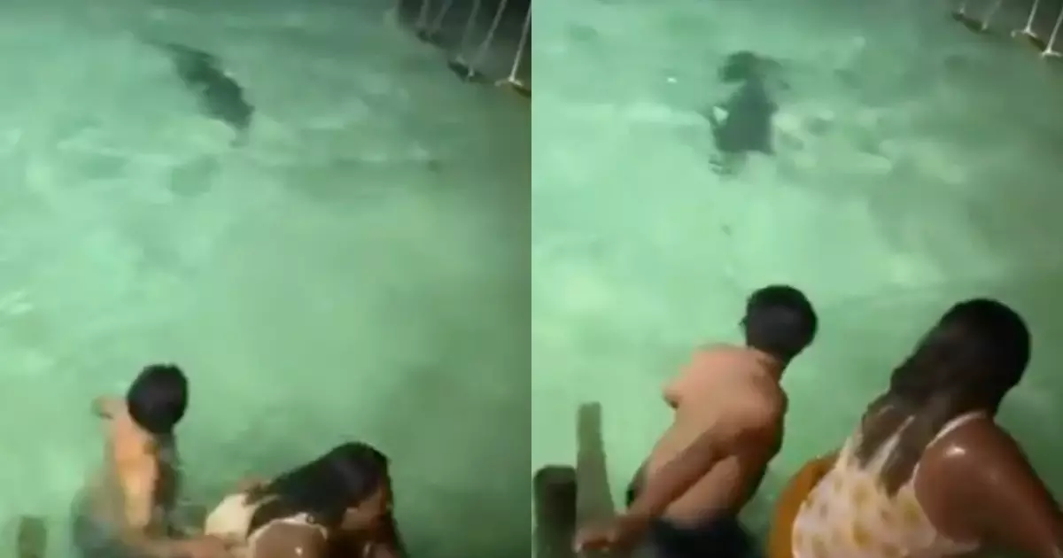 Turistas escapam de ataque de crocodilo durante mergulho noturno em Belize