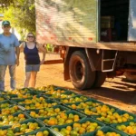 Agricultura de Sidrolândia lidera Ceasa-ms com suporte logístico ao pequeno produtor