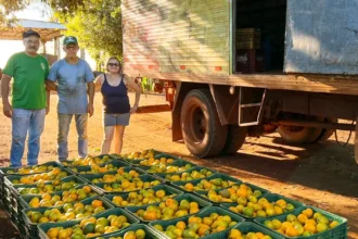 Agricultura de Sidrolândia lidera Ceasa-ms com suporte logístico ao pequeno produtor