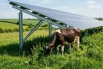 Agrivoltaica no Tennessee integra criação de gado e geração de energia solar para 500 lares