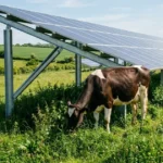 Agrivoltaica no Tennessee integra criação de gado e geração de energia solar para 500 lares