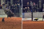 Cadela persegue touro em rodeio de Goiás e estado de saúde do animal é revelado após vídeo viral
