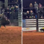 Cadela persegue touro em rodeio de Goiás e estado de saúde do animal é revelado após vídeo viral