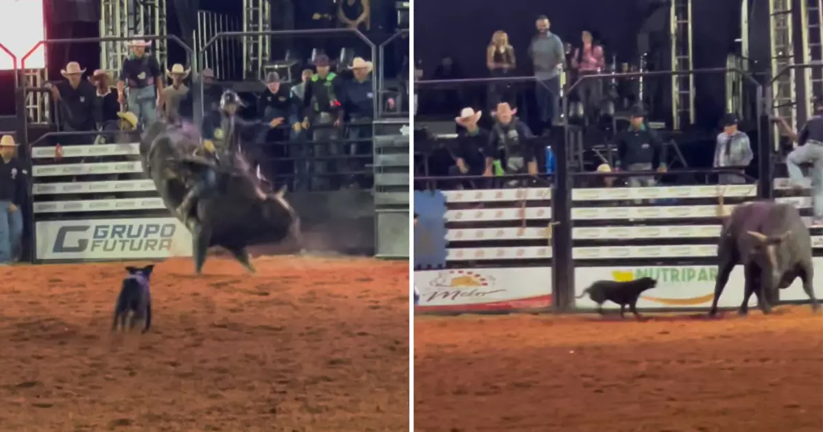 Cadela persegue touro em rodeio de Goiás e estado de saúde do animal é revelado após vídeo viral