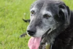 Cuidados essenciais para evitar o amarelamento da pelagem em pets