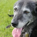 Cuidados essenciais para evitar o amarelamento da pelagem em pets