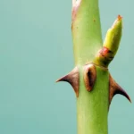 Espinhos em plantas: entenda a estratégia de sobrevivência e proteção na natureza