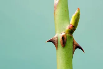 Espinhos em plantas: entenda a estratégia de sobrevivência e proteção na natureza