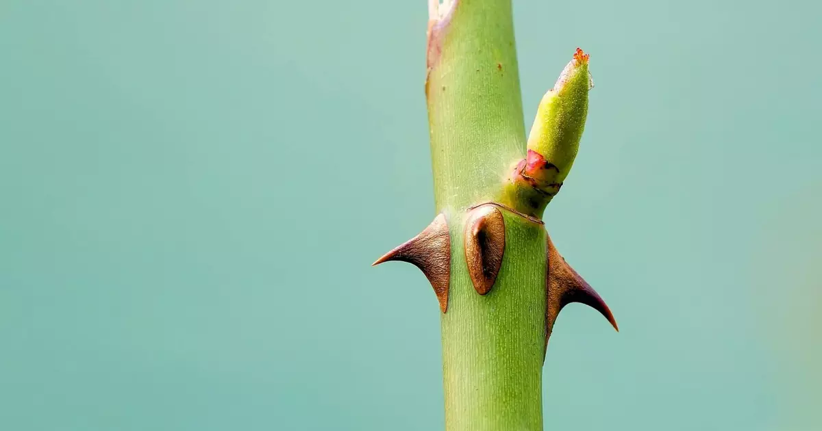 Espinhos em plantas: entenda a estratégia de sobrevivência e proteção na natureza