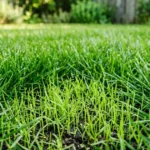 Guia prático para renovar o gramado no outono e garantir um jardim denso