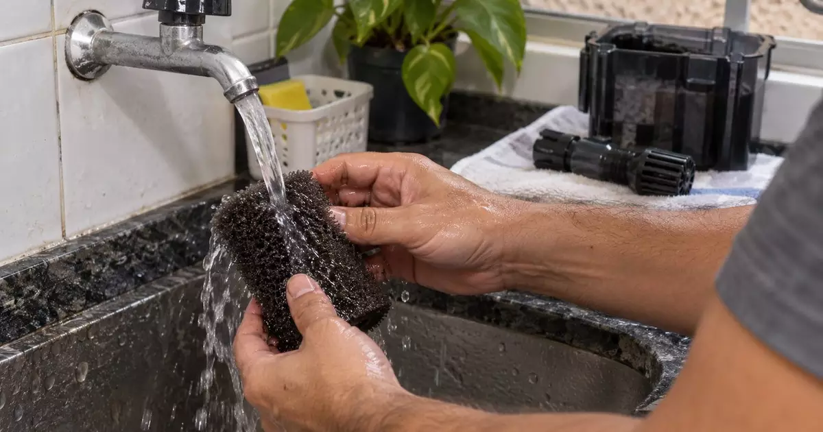 Limpeza de filtro de aquário: o erro comum que pode colocar peixes em risco