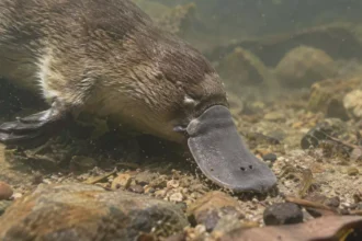Ornitorrinco surpreende: bico sensível detecta presas elétricas em caça submersa