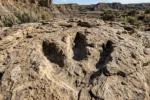 Primeira trilha de T. rex adulto é descoberta em Dakota do Norte com quatro pegadas inéditas