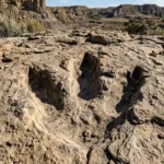 Primeira trilha de T. rex adulto é descoberta em Dakota do Norte com quatro pegadas inéditas
