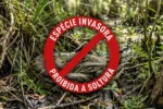 Flórida intensifica combate a pítons invasoras com programa de caça remunerada