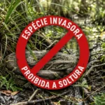 Flórida intensifica combate a pítons invasoras com programa de caça remunerada