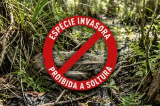 Flórida intensifica combate a pítons invasoras com programa de caça remunerada
