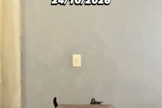 Frajola o gato vidente aponta vitória do Vasco sobre o Corinthians