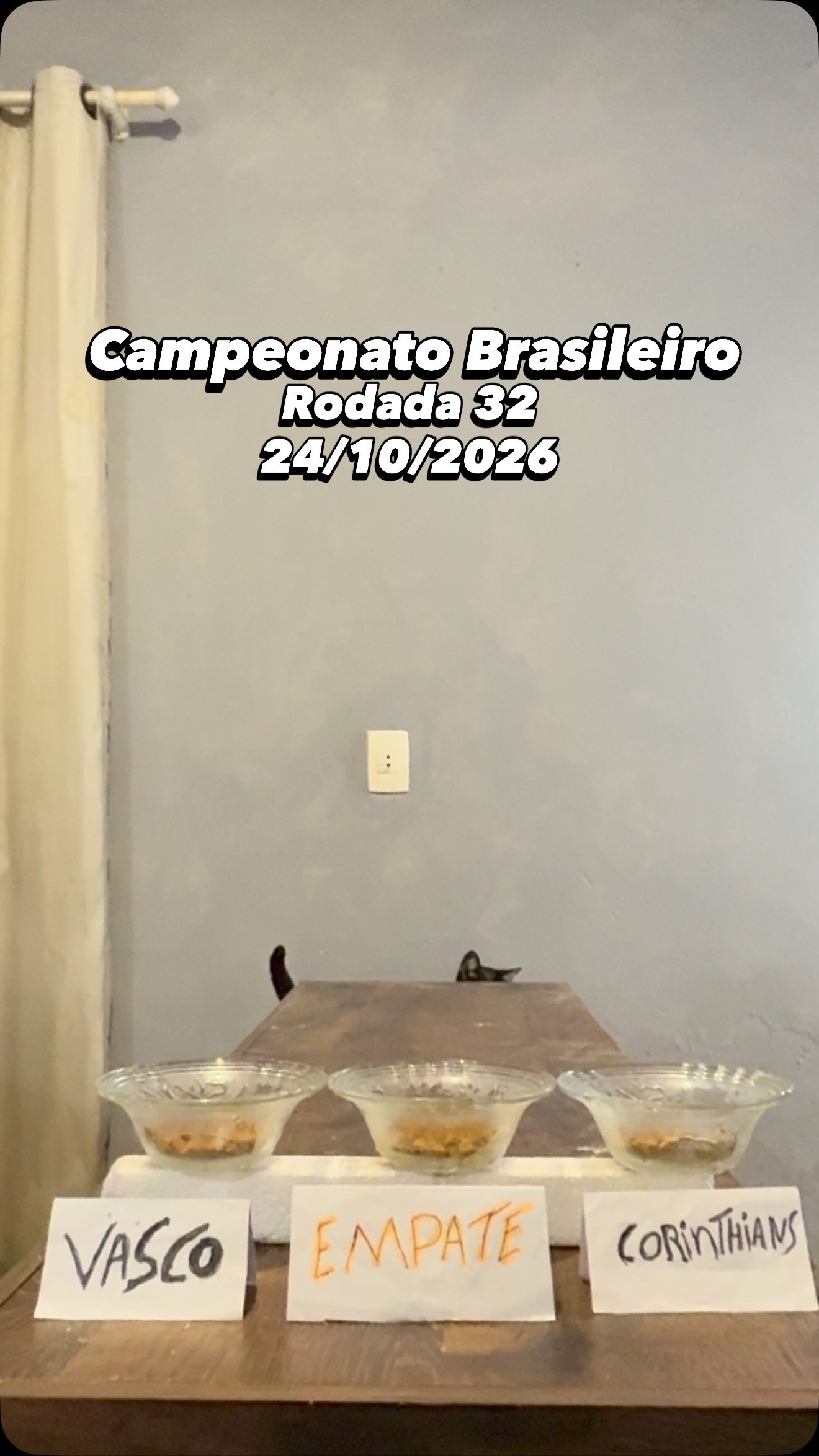 Frajola o gato vidente aponta vitória do Vasco sobre o Corinthians