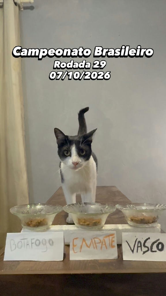 Gato vidente aposta em vitória do Vasco contra o Botafogo pelo Brasileirão