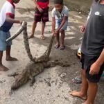 Luto no centro de treinamento após morte de jacaré símbolo do local