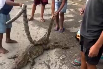 Luto no centro de treinamento após morte de jacaré símbolo do local
