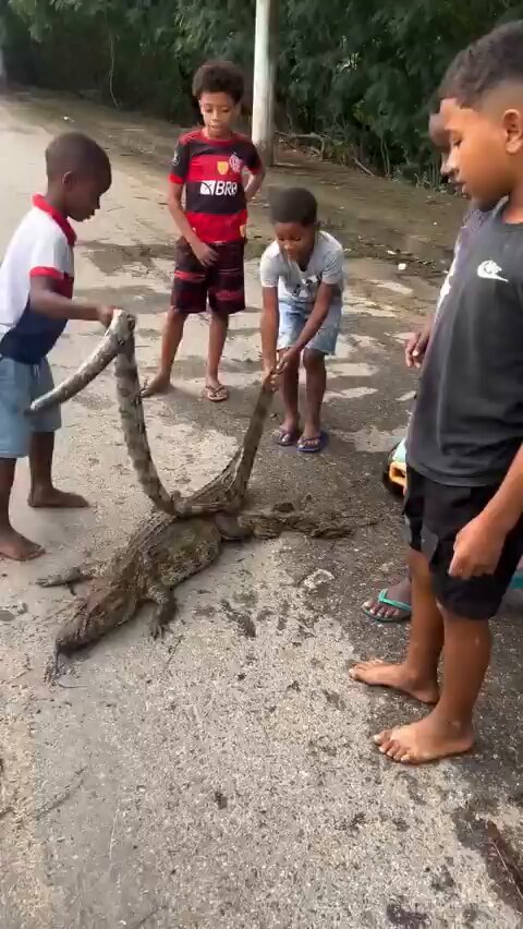 Luto no centro de treinamento após morte de jacaré símbolo do local