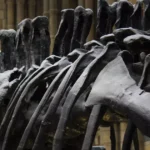 Novo terizinosauro descoberto na China revela anatomia peculiar de 125 milhões de anos